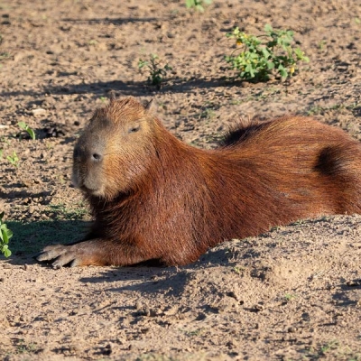 Capybara lounges on the ground