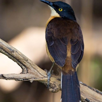 Bird sitting in a tree