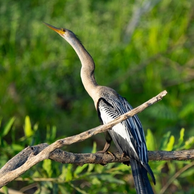 Bird perched in a tree