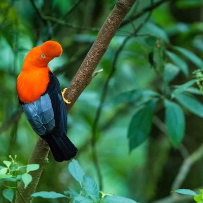 An Andean Cock-of-the-rock perched on a tree branch