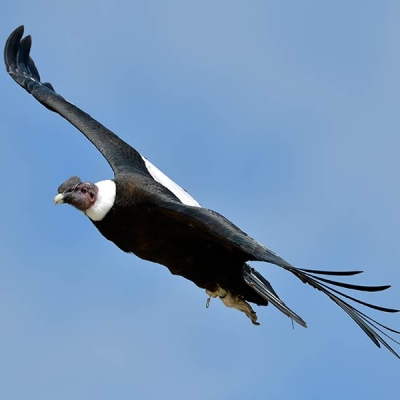 A flying Andean Condor against the backdrop of the sky