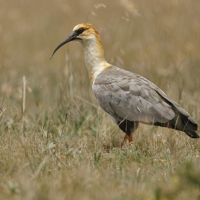 A Black-faced Ibis stands on a grassy patch of ground