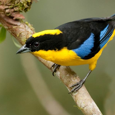 A Blue-winged Mountain-Tanager perches on a branch
