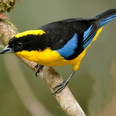 A Blue-winged Mountain-Tanager perches on a branch