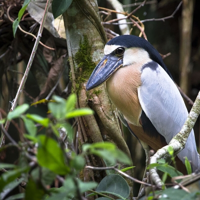 A Boat-billed Heron sits amid mangrove vegetation