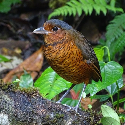 A Giant Antpitta stands on a log covered with ferns and moss