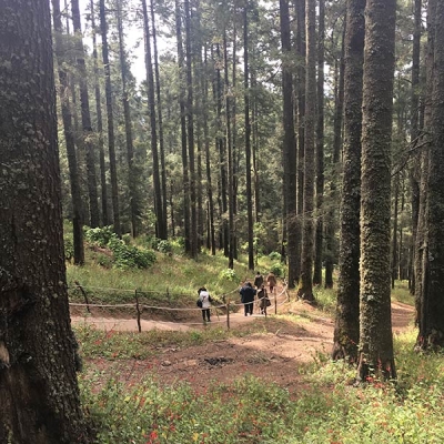 Several people walk up a moderately inclined dirt path in a forest