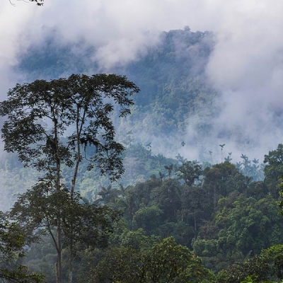 A landscape of trees surrounded by low-lying clouds