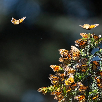 Monarch butterflies in flight approaching a cluster