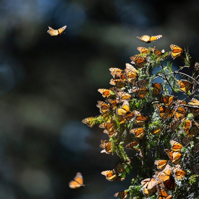 Monarch butterflies in flight approaching a cluster