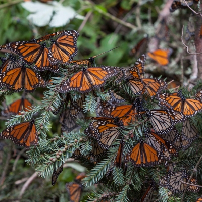 Monarch butterflies resting on leaves
