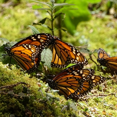 Monarch butterflies up close