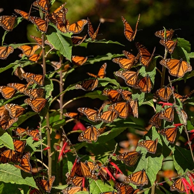 Dozens of monarch butterflies gather on a flowering salvia plant