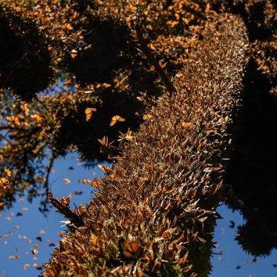 A tree's trunk and lower branches are completely covered in monarch butterflies
