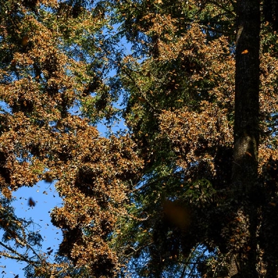 Hundreds of monarch butterflies cluster on tree branches