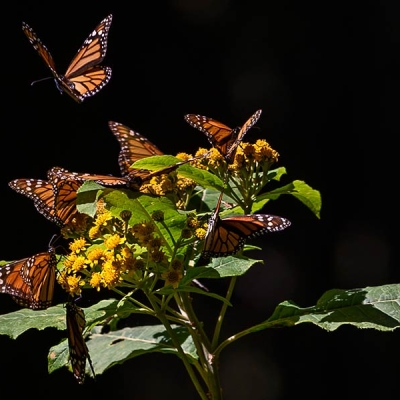 Close-up of several monarch butterflies on a plant, with one in flight just above
