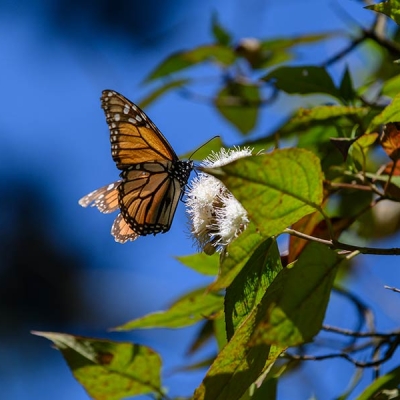 A side portrait of a monarch butterfly sitting on a flower