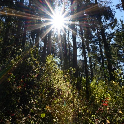 The sun shines through a forest of trees on a hillside with bushes and other vegetation