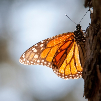 Monarch close-up