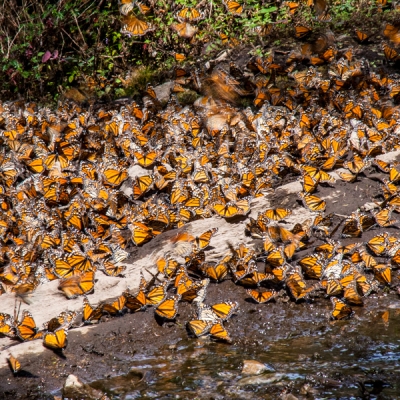Monarchs drinking water at a stream