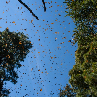Monarchs in flight