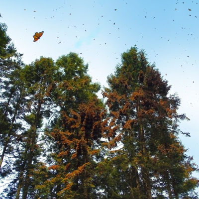 Monarchs roosting in El Rosario Monarch Sanctuary