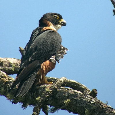 An Orange-breasted Falcon perches on a tree branch overhead