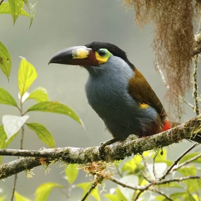 A Plate-billed Mountain-Toucan sits perched on a tree branch