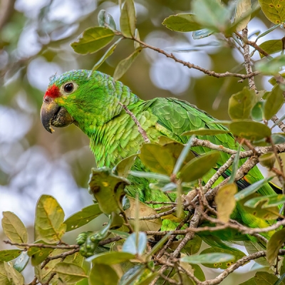 A Red-lored Amazon parrot sits perched on a leafy tree branch