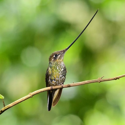 A Sword-billed Hummingbird sits perched on a small branch