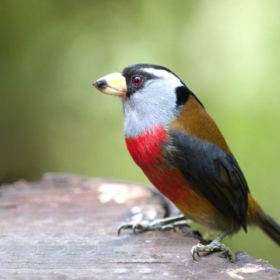 A perched Toucan Barbet