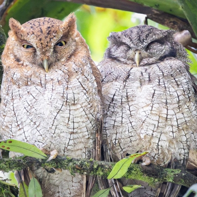 Tropical Screech-Owls perched on a branch