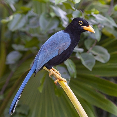 A Yucatán Jay sits perched on a palm frond