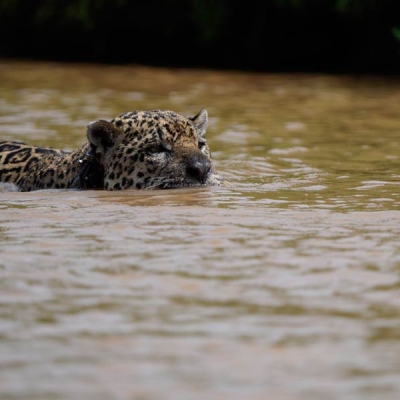 jaguars head lifted out of the water as it swims