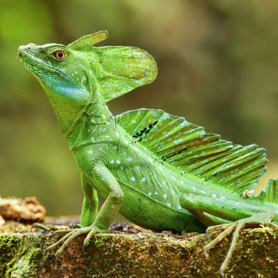 Plumed basilisk perched on a trunk