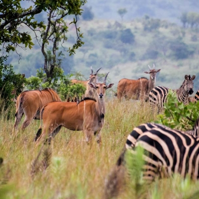 Impalas and Zebras standing in tall grass