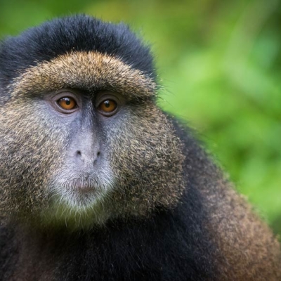 close up of a monkey's face