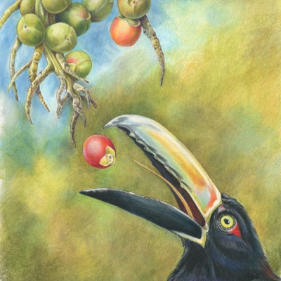 Illustration of an aracari opening its beak to catch a falling fruit from a bunch of palm dates