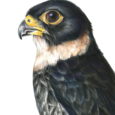 Portrait illustration of the head and upper body of a Bat Falcon