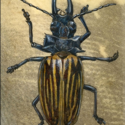 Illustration of a beetle with a striped carapace and large mandibles