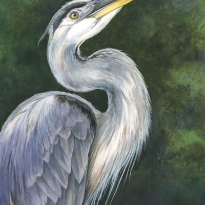 Portrait illustration of the head and upper body of a Great Blue Heron