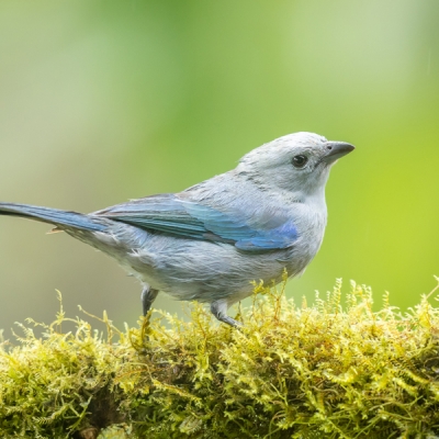 Blue-gray Tanager perched on a branch