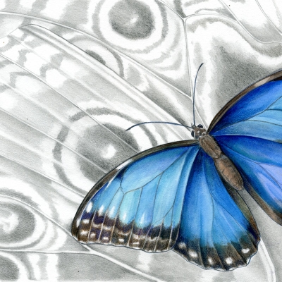 Illustration of a blue morpho butterfly against the backdrop of a close-up wing detail