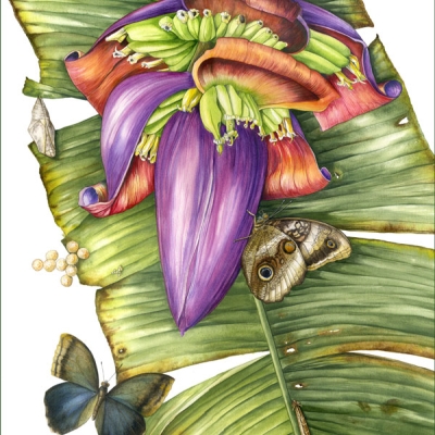 An illustration of the life stages of a butterfly (eggs, chrysalis, and adult male and female) against the backdrop of a banana leaf and blooming banana flower