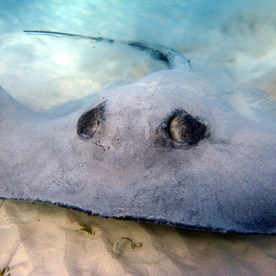 Caribbean whiptail stingray underwater in Tobacco Caye, Belize