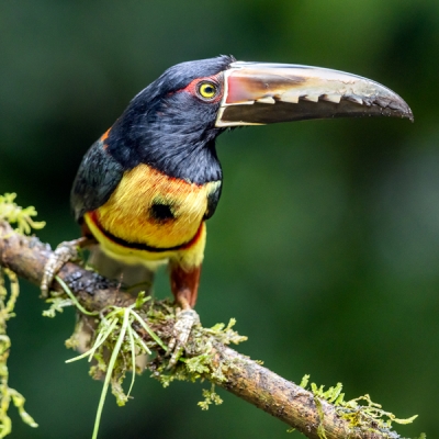 Collared Aracari perched on a branch