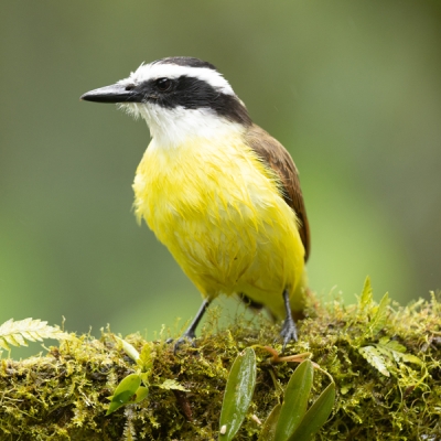 Great Kiskadee perched on a branch
