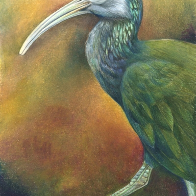 Side profile illustration of a Green Ibis