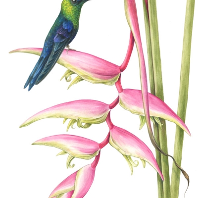 Illustration of a hummingbird perched on the bract of a heliconia
