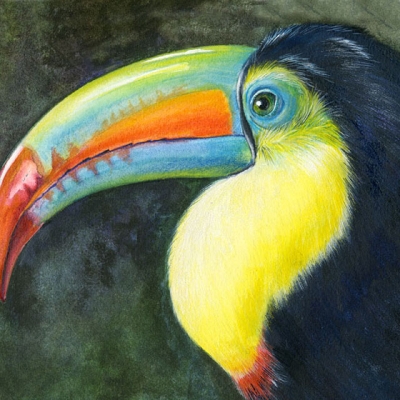Side profile iIllustration of a Keel-billed Toucan head and upper body